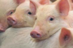 Репортаж ТРК "Братск" об эпидемиологической ситуации по паразитарным болезням животных и африканской чуме свиней в г. Братске